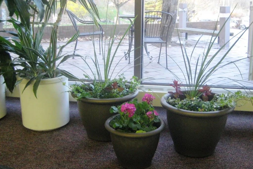 zomerplanten in potten en bakken