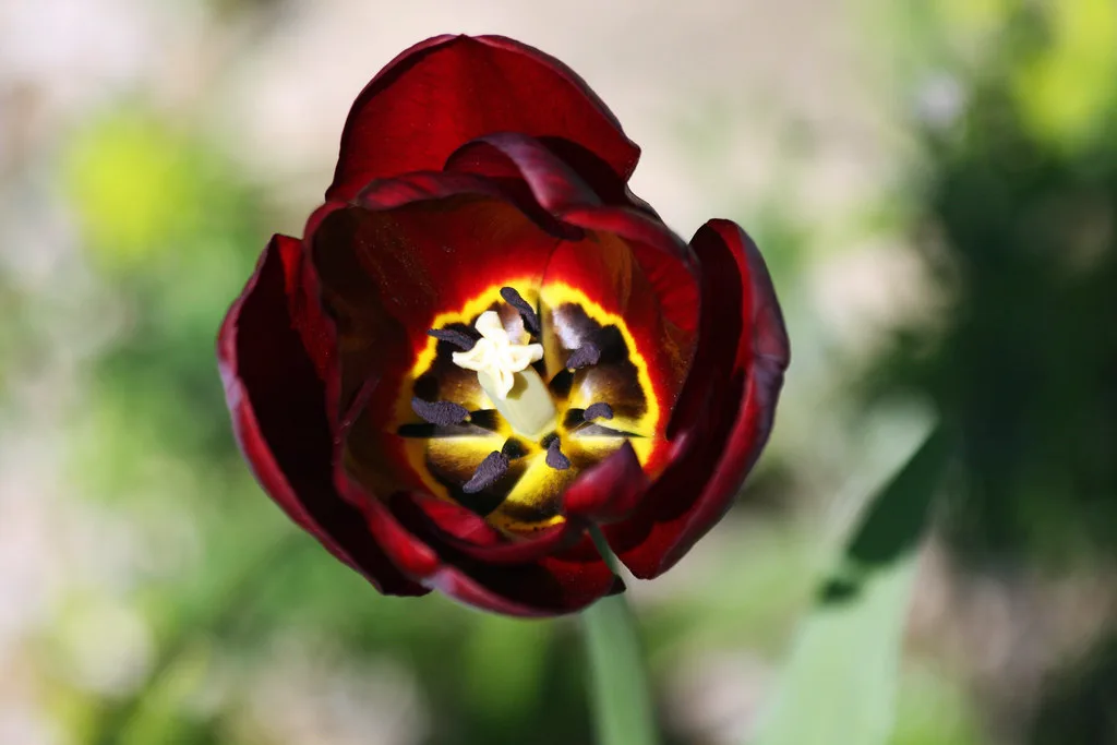 jonge planten afharden buiten in mei